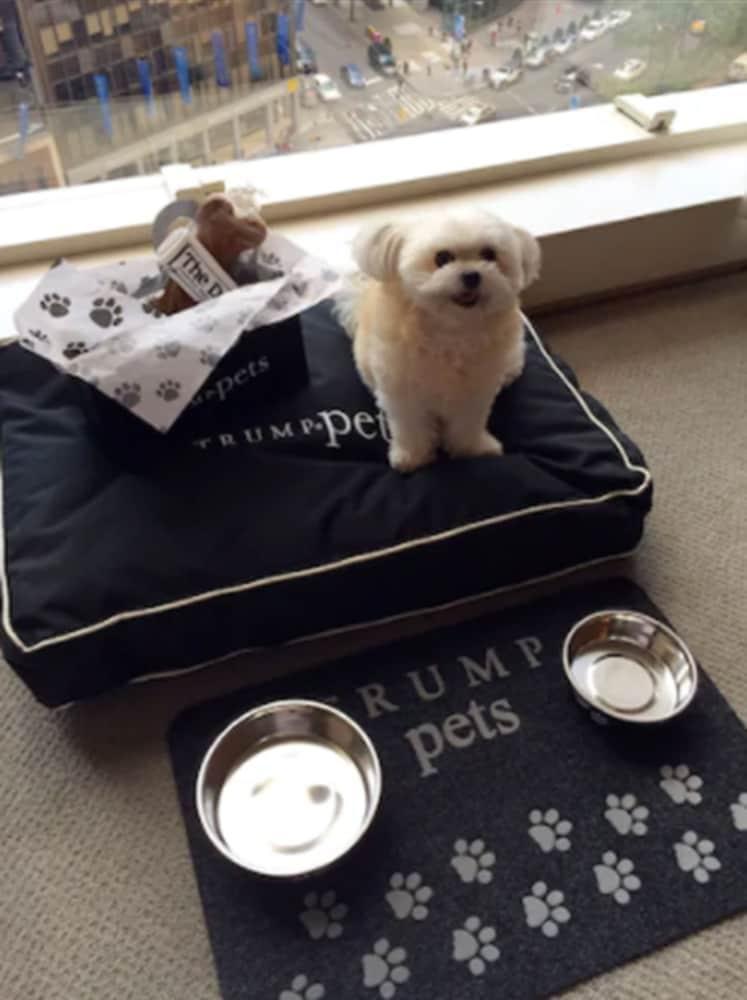 Trump International Νέα Υόρκη Εξωτερικό φωτογραφία Trump's dog, "Tilly"